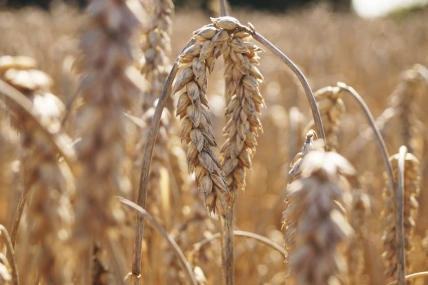 field-931736_1920-1-620×500